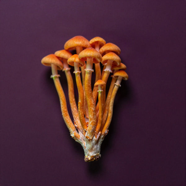 Cordyceps