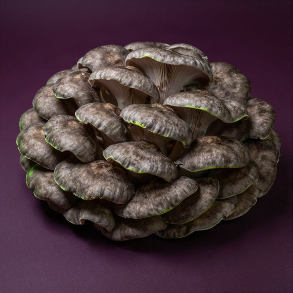 Maitake