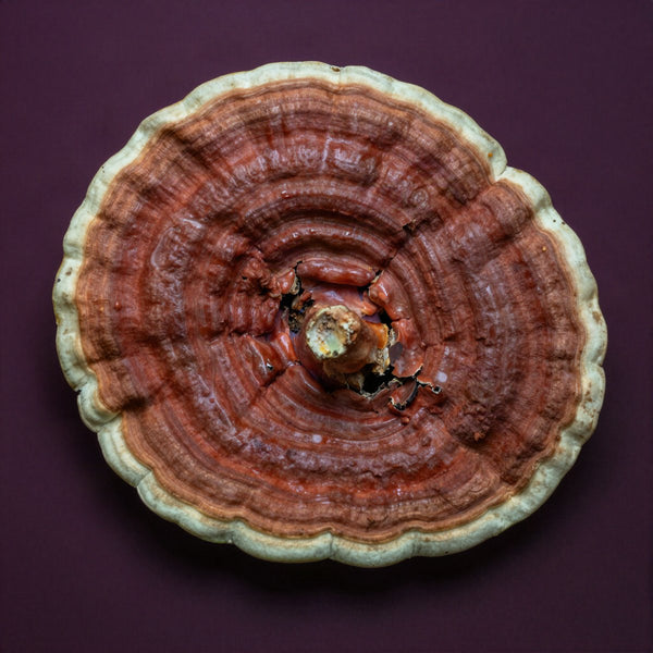 Reishi