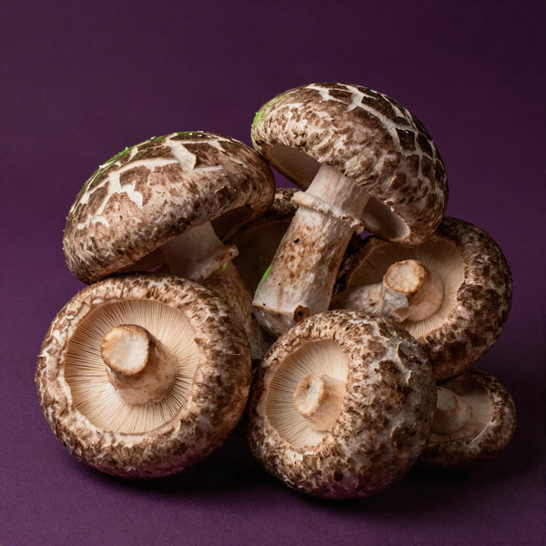 Shiitake