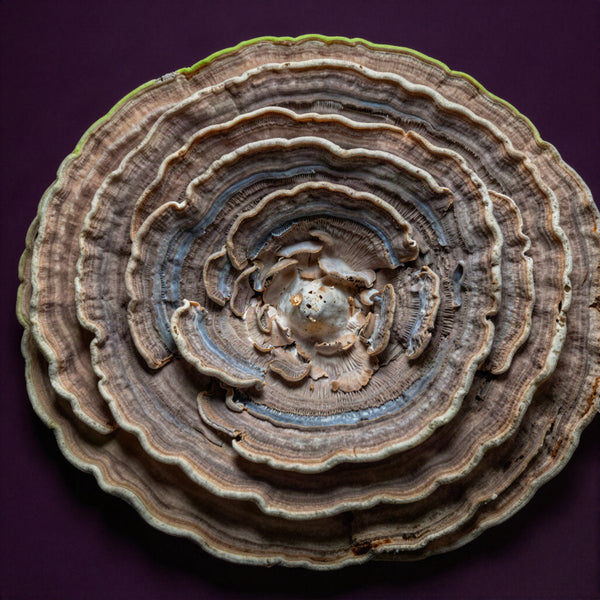 Turkey Tail